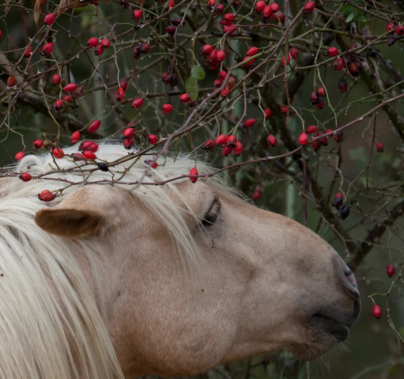Ein Pony mit heller Mähne steht mit dem Kopf unter einer Heckenrose voller roter Hagebutten.