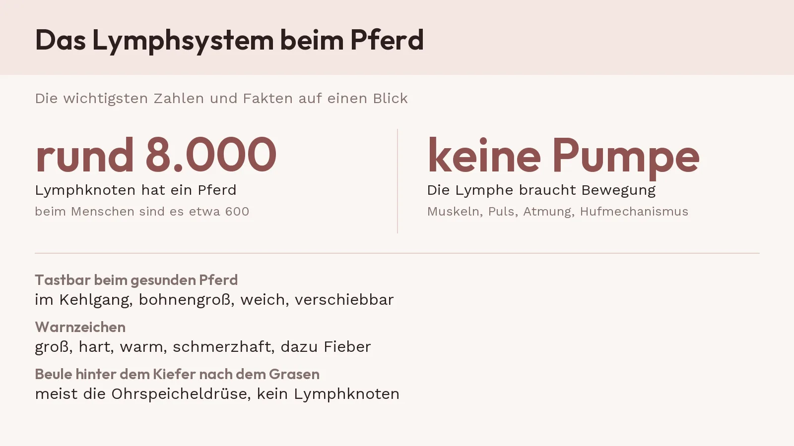 Steckbrief zum Lymphsystem des Pferdes: rund 8.000 Lymphknoten, beim Menschen etwa 600, keine eigene Pumpe, angetrieben von Muskeln, Puls, Atmung und Hufmechanismus, tastbar beim gesunden Pferd vor allem im Kehlgang.
