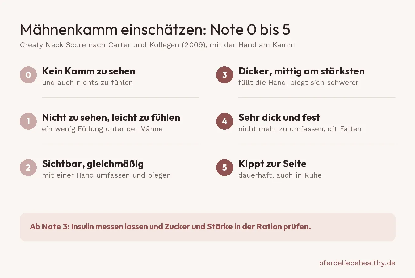 Tabelle zum Mähnenkamm mit den Noten 0 bis 5, von kein Kamm zu sehen bis Kamm kippt zur Seite, darunter der Hinweis: ab Note 3 Insulin messen lassen.