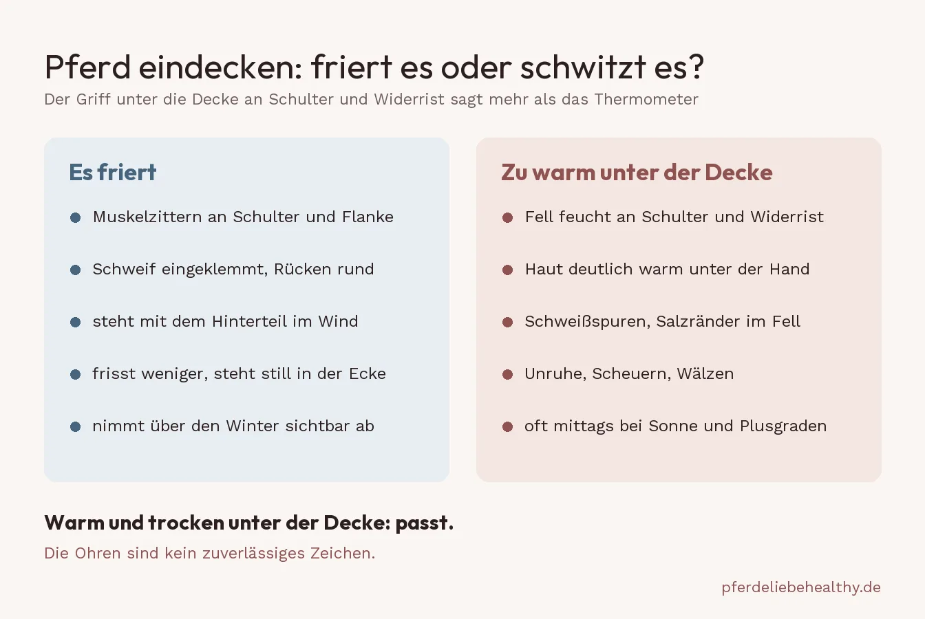 Woran du erkennst, ob dein Pferd friert oder unter der Decke zu warm hat: Zittern, eingeklemmter Schweif und Rücken im Wind auf der einen Seite, feuchtes Fell an Schulter und Widerrist auf der anderen.