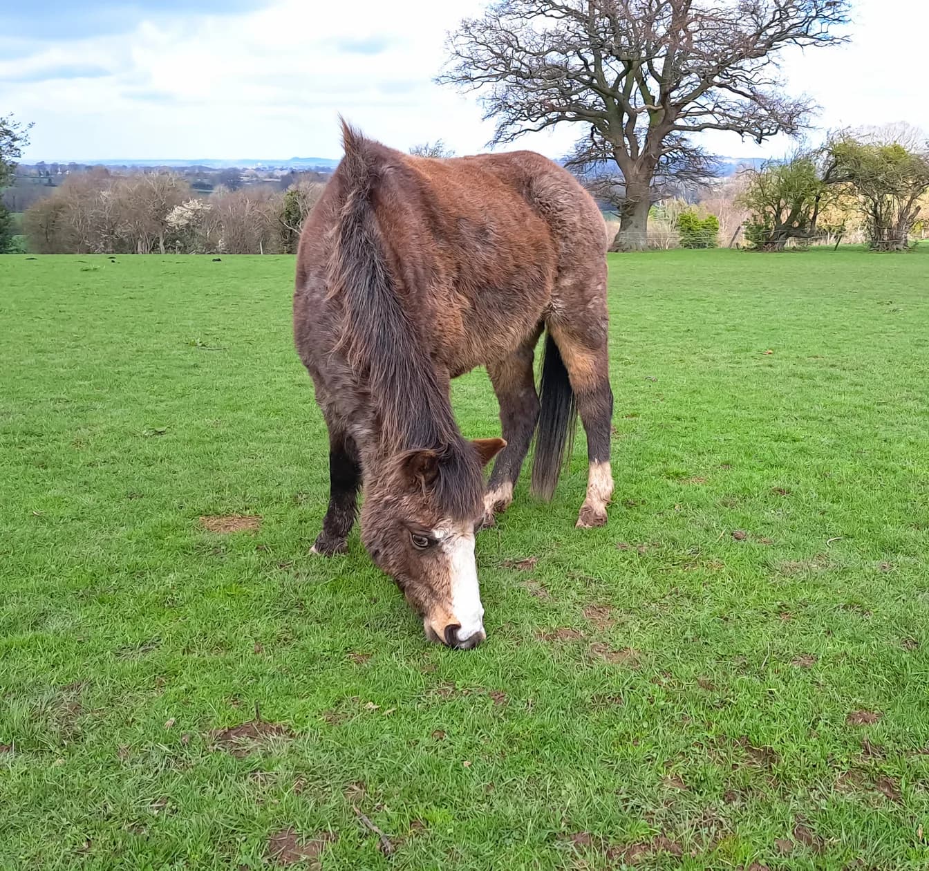 Ein älteres braunes Pony mit Blesse und dichtem Fell grast auf kurzem, frischem Gras, die Bäume dahinter sind noch kahl.
