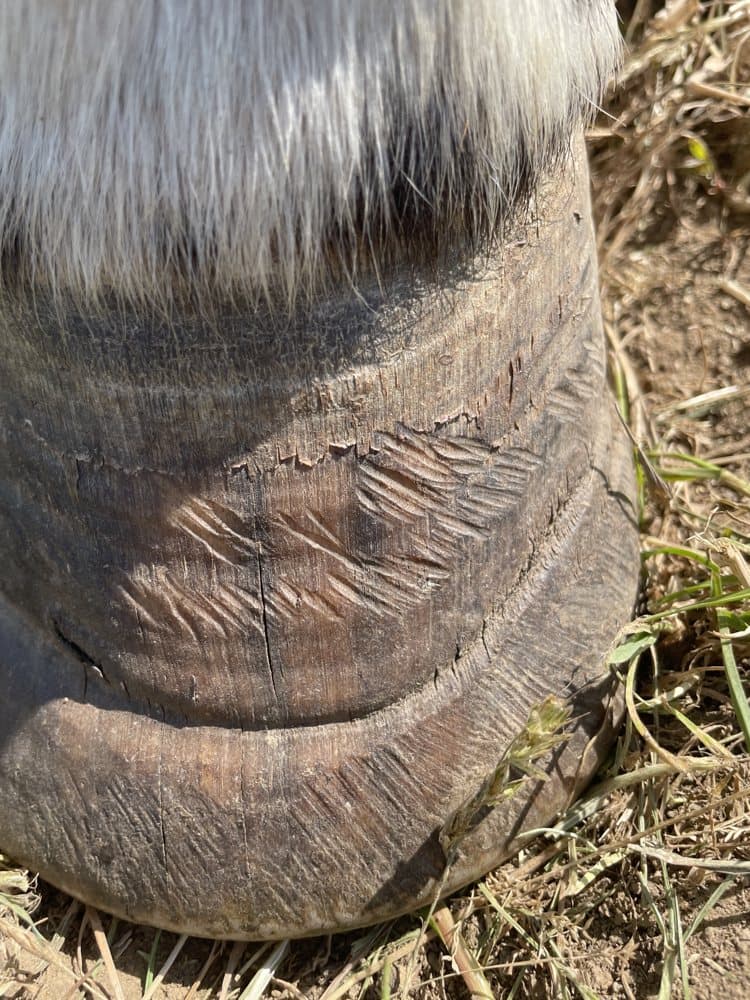 Helenas Huf mit deutlichen Ringen
