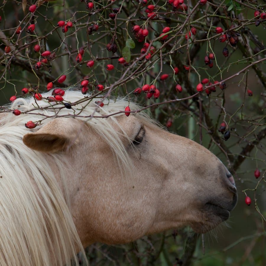 Pony streckt den Kopf in eine Hundsrose voller roter Hagebutten