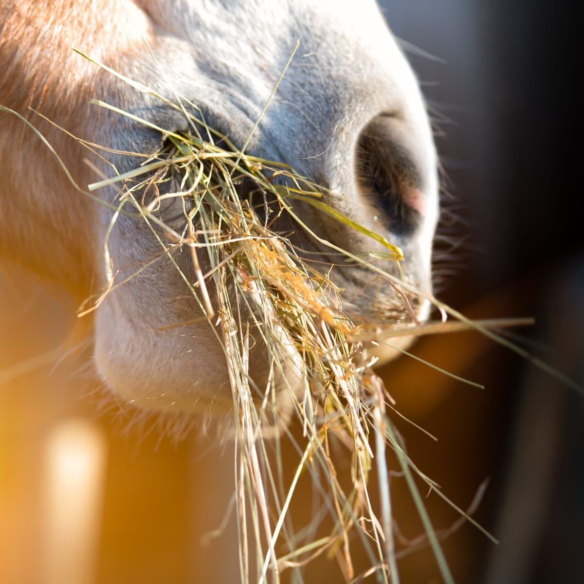 Pferd mit einem Büschel Heu im Maul, Nahaufnahme im Gegenlicht